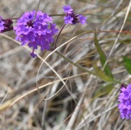 Verbenia_bonariensis-Verveine_sauvage-VERBENACEAE-Amerique_du_sud_espece_envahissante-MB3_8215.jpg