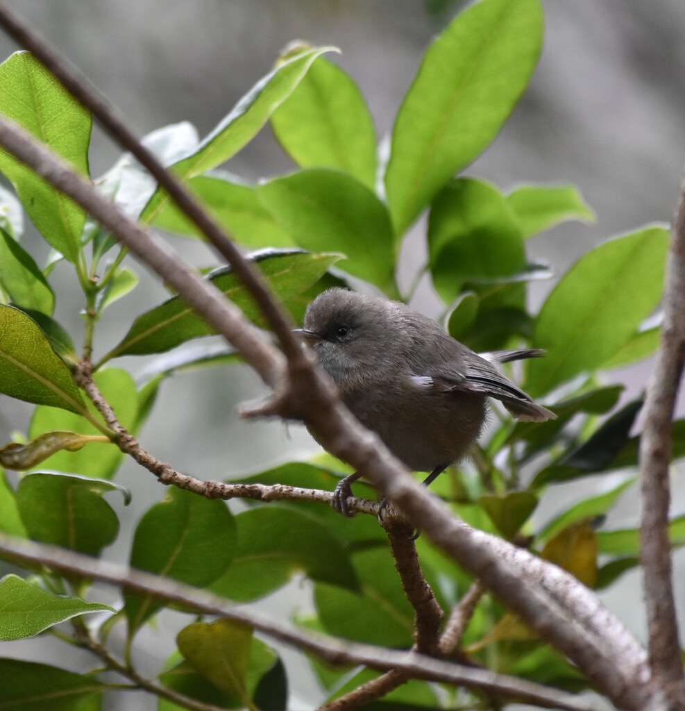 Zosterops_borbonicus-oiseau_blanc-ZOSTEROPIDAE-Endemique_Reunion-MB3_8106b.jpg