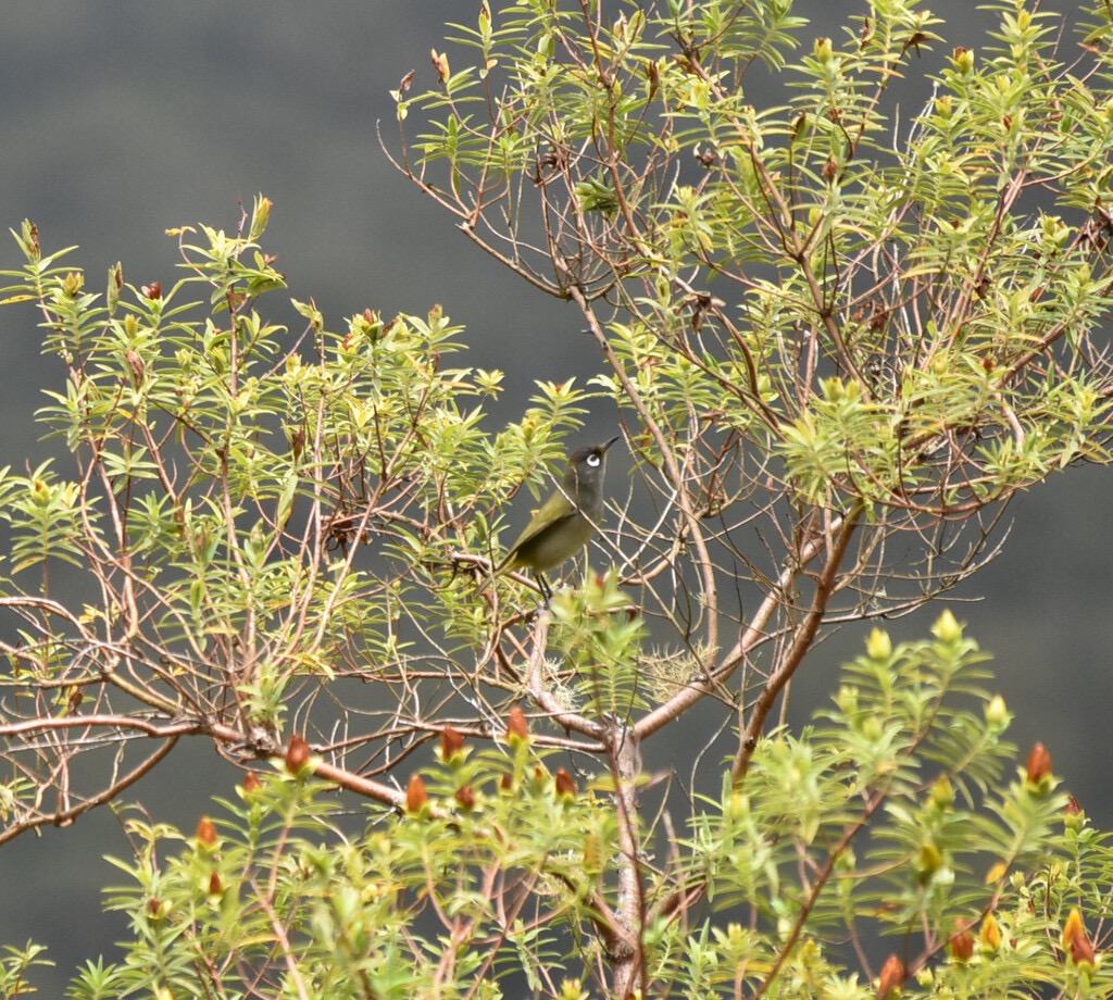 Zosterops_olivaceus-oiseau_vert_a_lunettes-ZOSTEROPIDAE-Endemique_Reunion-MB3_8065b.jpg