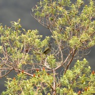 Zosterops_olivaceus-oiseau_vert_a_lunettes-ZOSTEROPIDAE-Endemique_Reunion-MB3_8065b.jpg