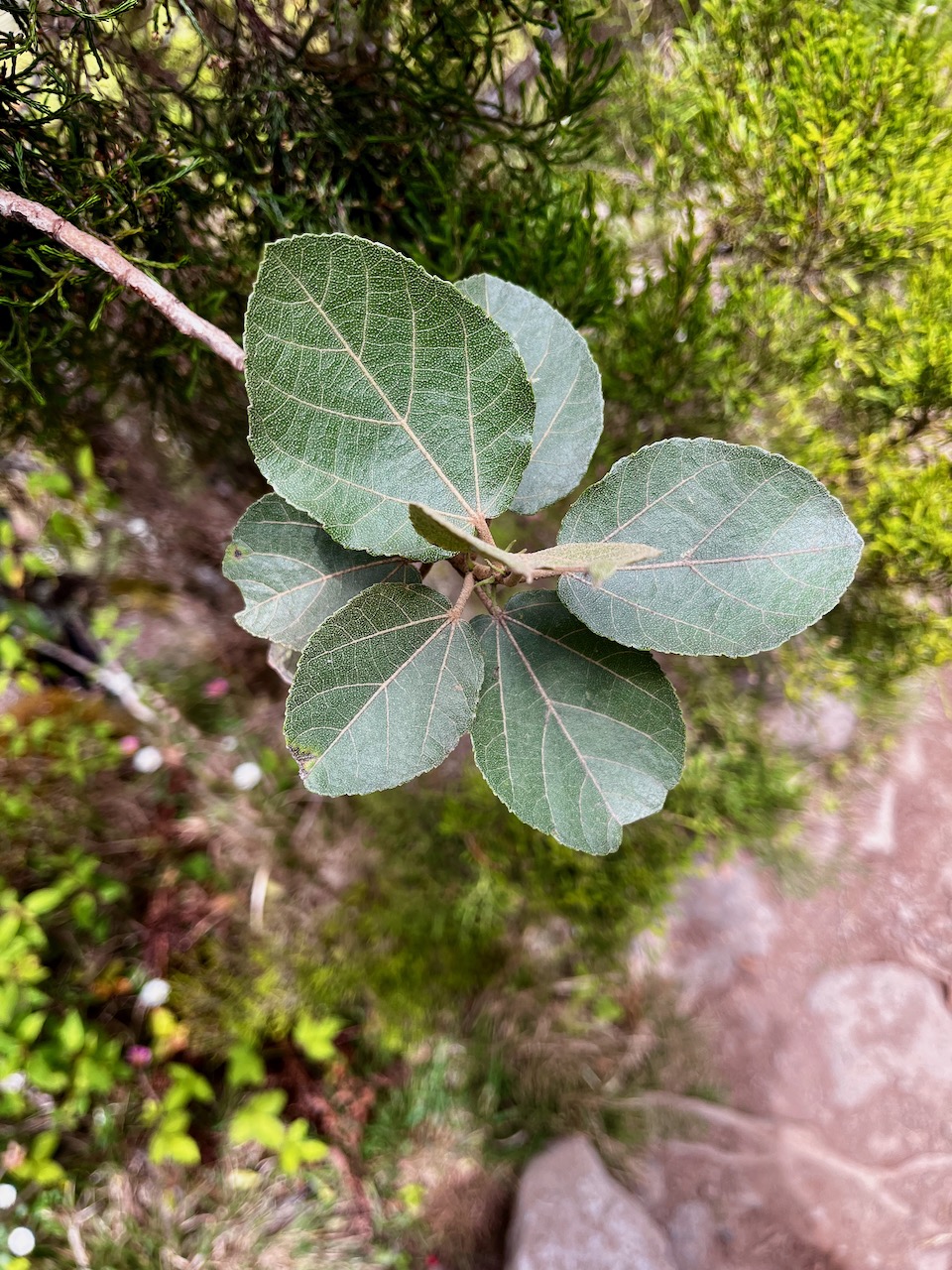 3. Dombeya  ficulnea Mahot Malvaceae Endémique la Réunion.jpeg