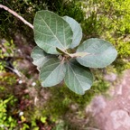 3. Dombeya  ficulnea Mahot Malvaceae Endémique la Réunion.jpeg