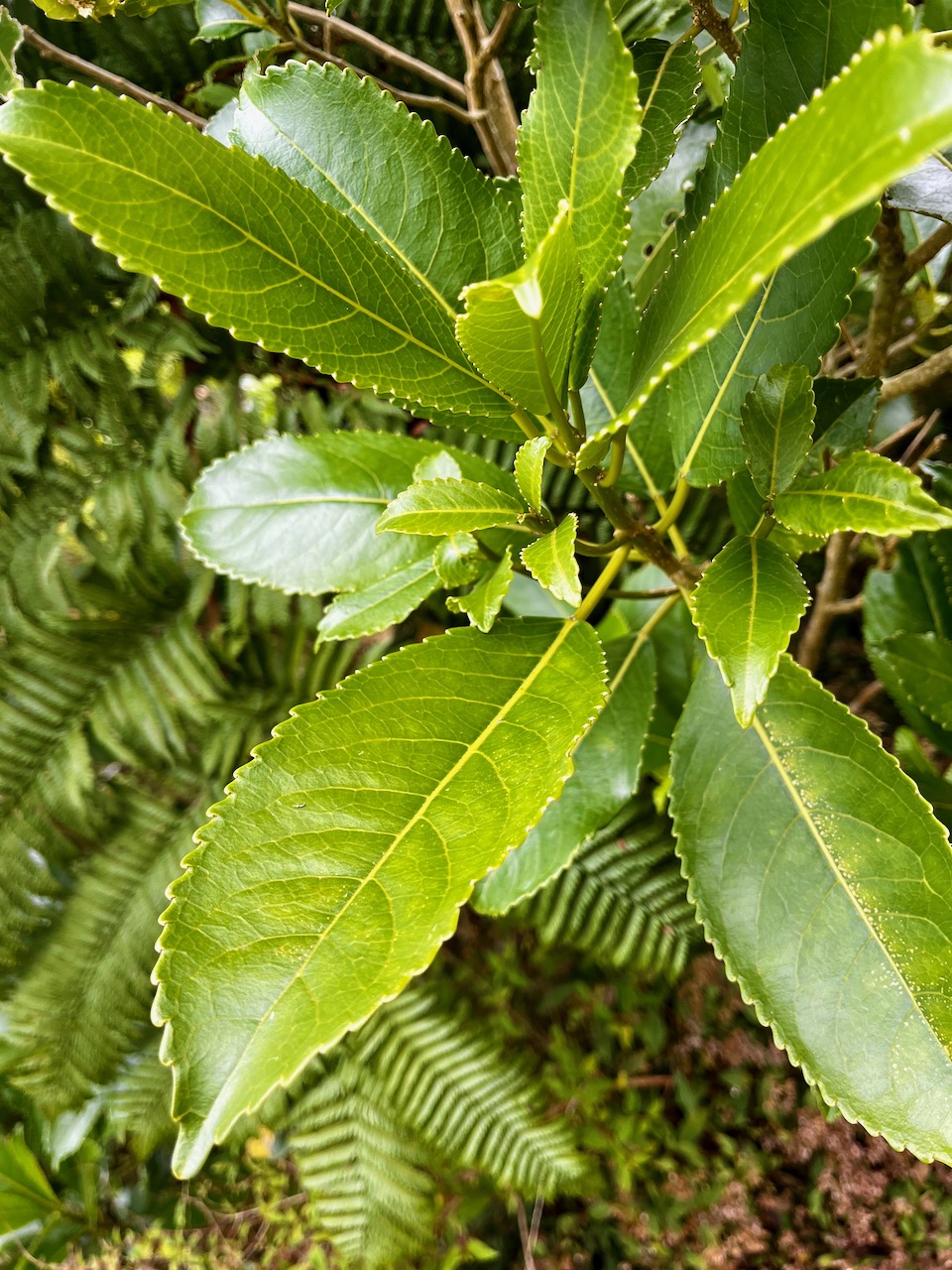 9. Claoxylon glandulosum - Grand Bois d'oiseau - Euphorbiacée - B.jpeg