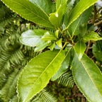 9. Claoxylon glandulosum - Grand Bois d'oiseau - Euphorbiacée - B.jpeg