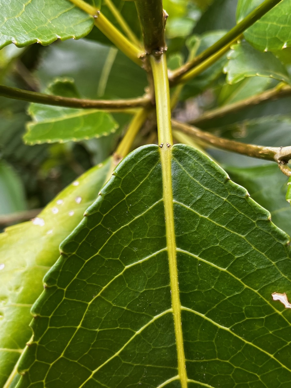 10. Les deux points caractérisrtiques à la base du limbe cu Claoxylon glandulosum - Grand Bois d'oiseau - Euphorbiacée - B.jpeg