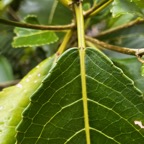 10. Les deux points caractérisrtiques à la base du limbe cu Claoxylon glandulosum - Grand Bois d'oiseau - Euphorbiacée - B.jpeg