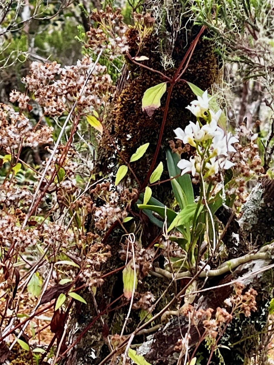 12. Beclardia macrostachya Muguet Orchidaceae Indigène La Réunion.jpeg