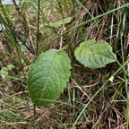 13. Claoxylon dolichostachyum Cordem. - Ø - Euphorbiaceae - endémique de La Réunion.jpeg