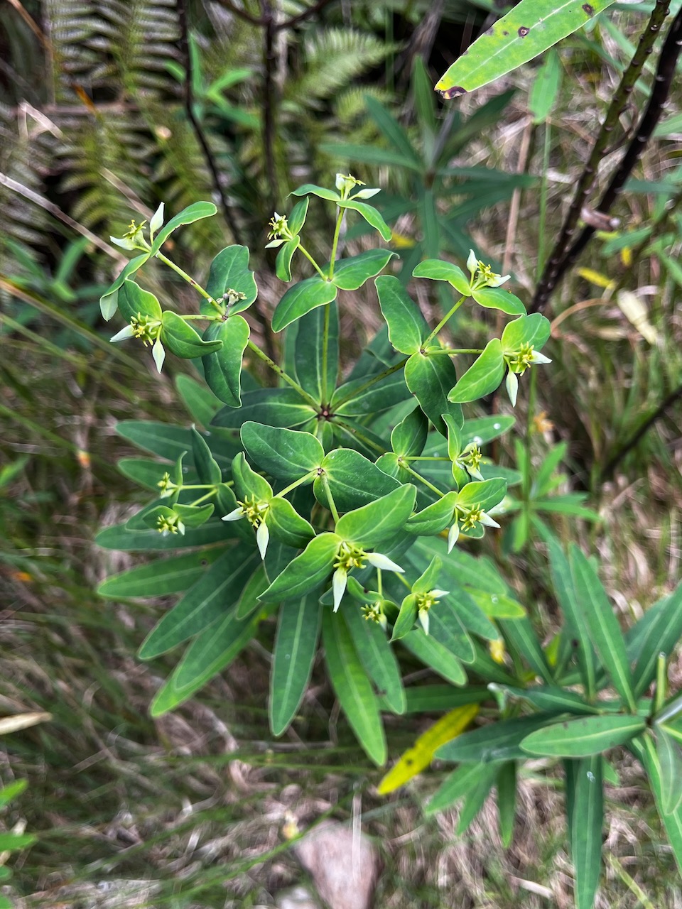 17. Euphorbia borbonica - - Euphorbiaceae -  endémique Réunion.jpeg