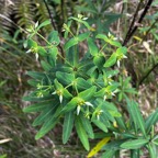 17. Euphorbia borbonica - - Euphorbiaceae -  endémique Réunion.jpeg