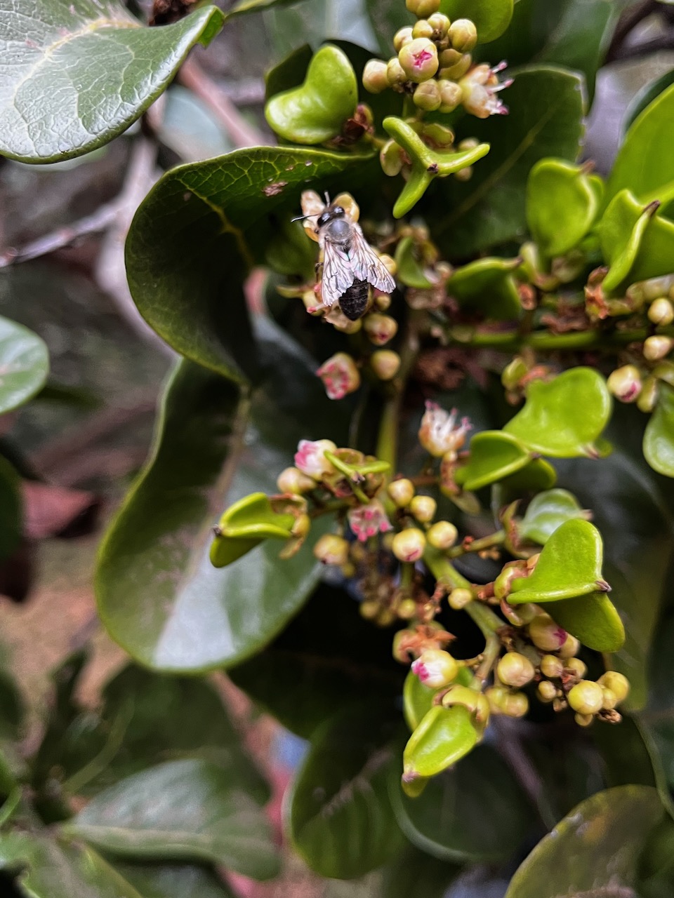 20. Fleurs fruits Molinaea alternifolia Tan Georges Sapindaceae Endémique La Réunion, Maurice.jpeg