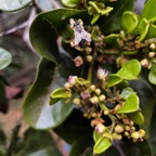 20. Fleurs fruits Molinaea alternifolia Tan Georges Sapindaceae Endémique La Réunion, Maurice.jpeg