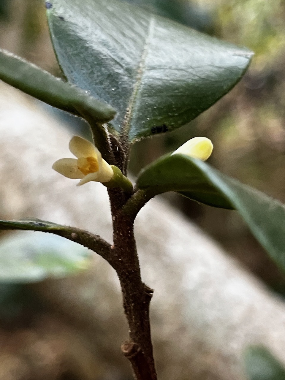 23. Turraea ovata Petit quivi Meliaceae E ndémique La Réunion, Maurice.jpeg