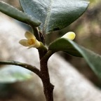 23. Turraea ovata Petit quivi Meliaceae E ndémique La Réunion, Maurice.jpeg