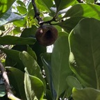 31. Fruit de Tambourissa elliptica - Bois de bombarde; Bois de tambour -  Monnimiaceae.jpeg