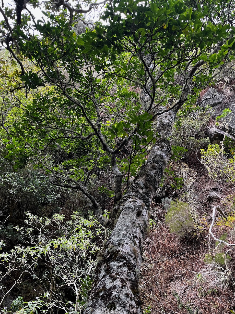 32. Fouillis dans la ravine montant à Kerval.jpeg