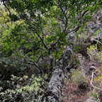 32. Fouillis dans la ravine montant à Kerval.jpeg