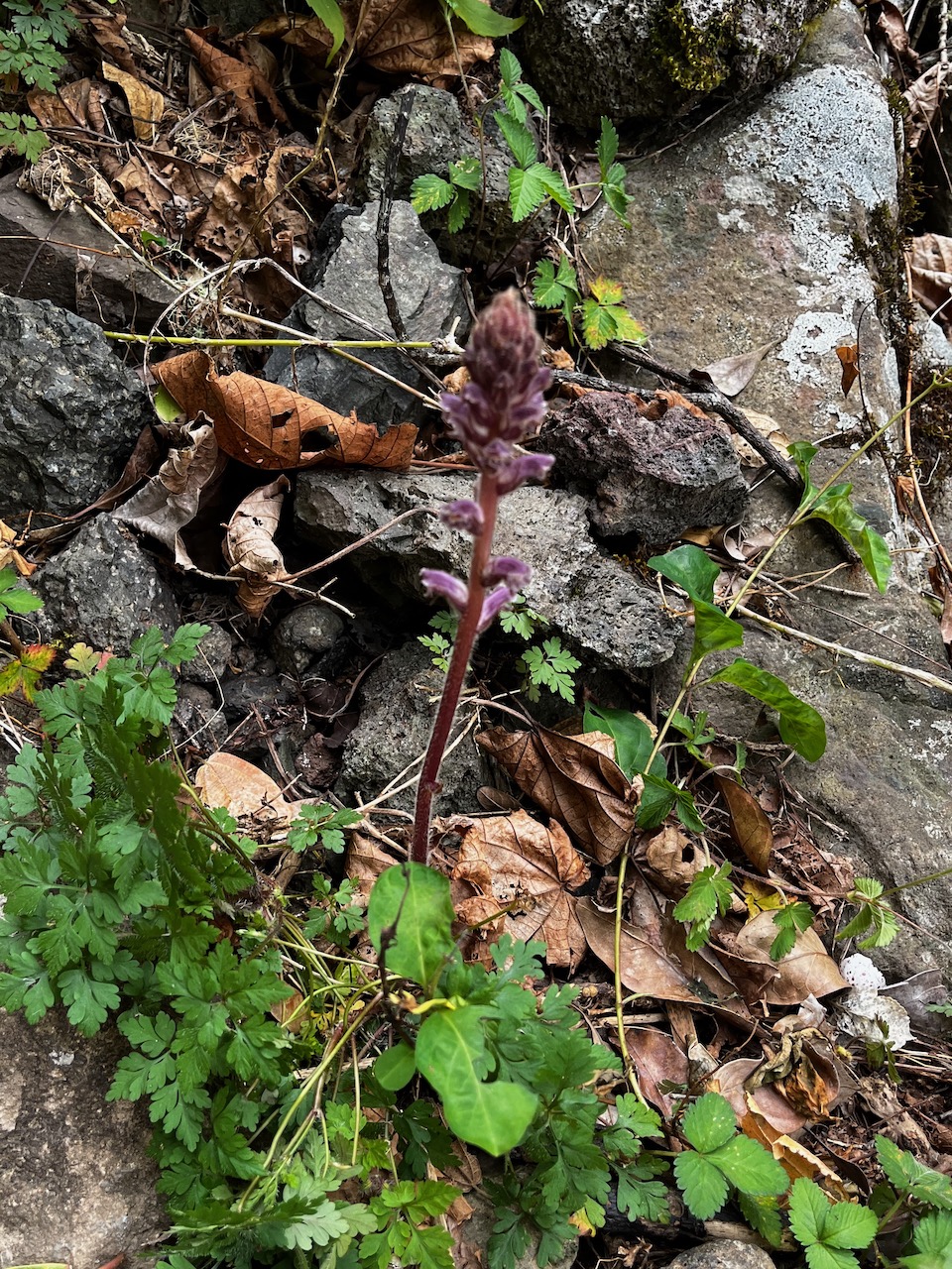 35. Orobanche minor - OROBANCHACEE - Indigène.jpeg