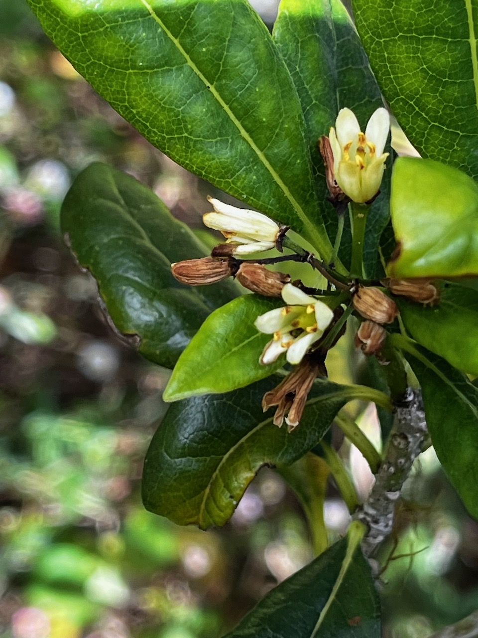 38. Fleurs de Pittosporum senacia - Bois de Joli cœur - Pittosporacée.jpeg