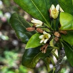 38. Fleurs de Pittosporum senacia - Bois de Joli cœur - Pittosporacée.jpeg