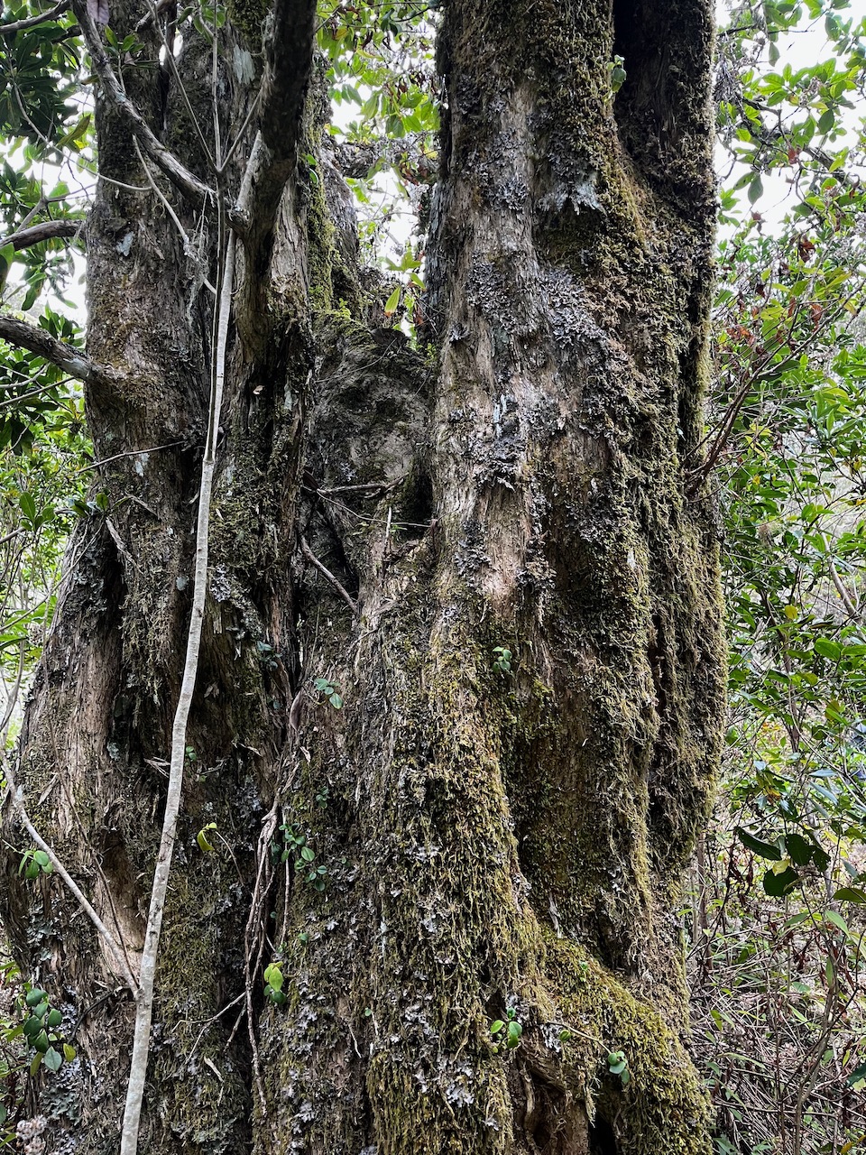 40. Vénérable Nuxia verticillata - Bois maigre - Stilbacée-M..jpeg