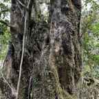 40. Vénérable Nuxia verticillata - Bois maigre - Stilbacée-M..jpeg