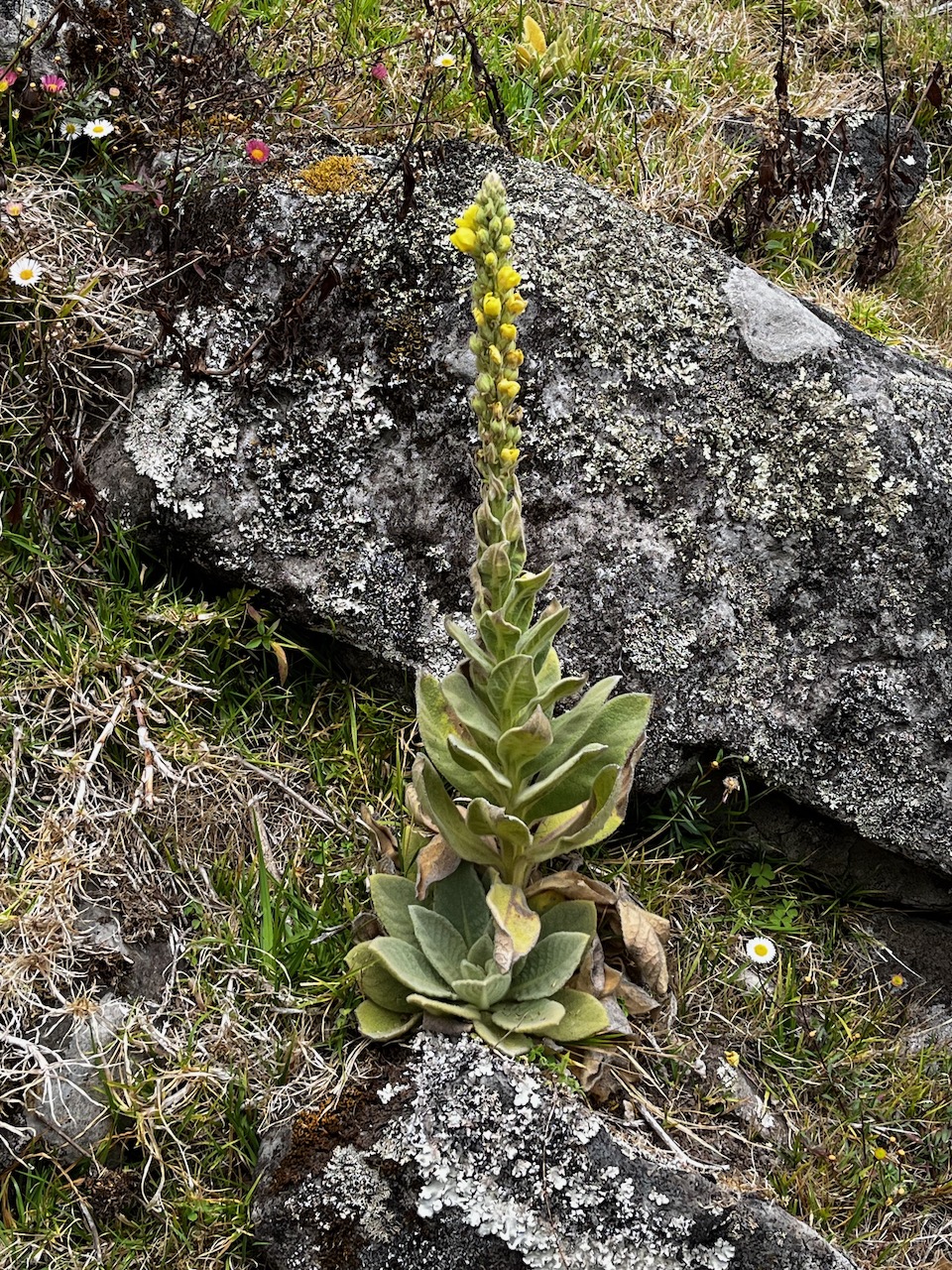 42. Verbascum thapsus - Bouillon blanc - Scrophulariaceae.jpeg