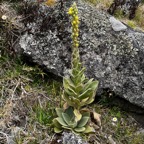 42. Verbascum thapsus - Bouillon blanc - Scrophulariaceae.jpeg