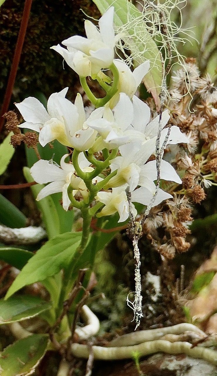 Beclardia macrostachya.muguet.( inflorescence )  endémique Madagascar Mascareignes..jpeg