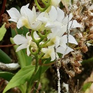 Beclardia macrostachya.muguet.( inflorescence )  endémique Madagascar Mascareignes..jpeg