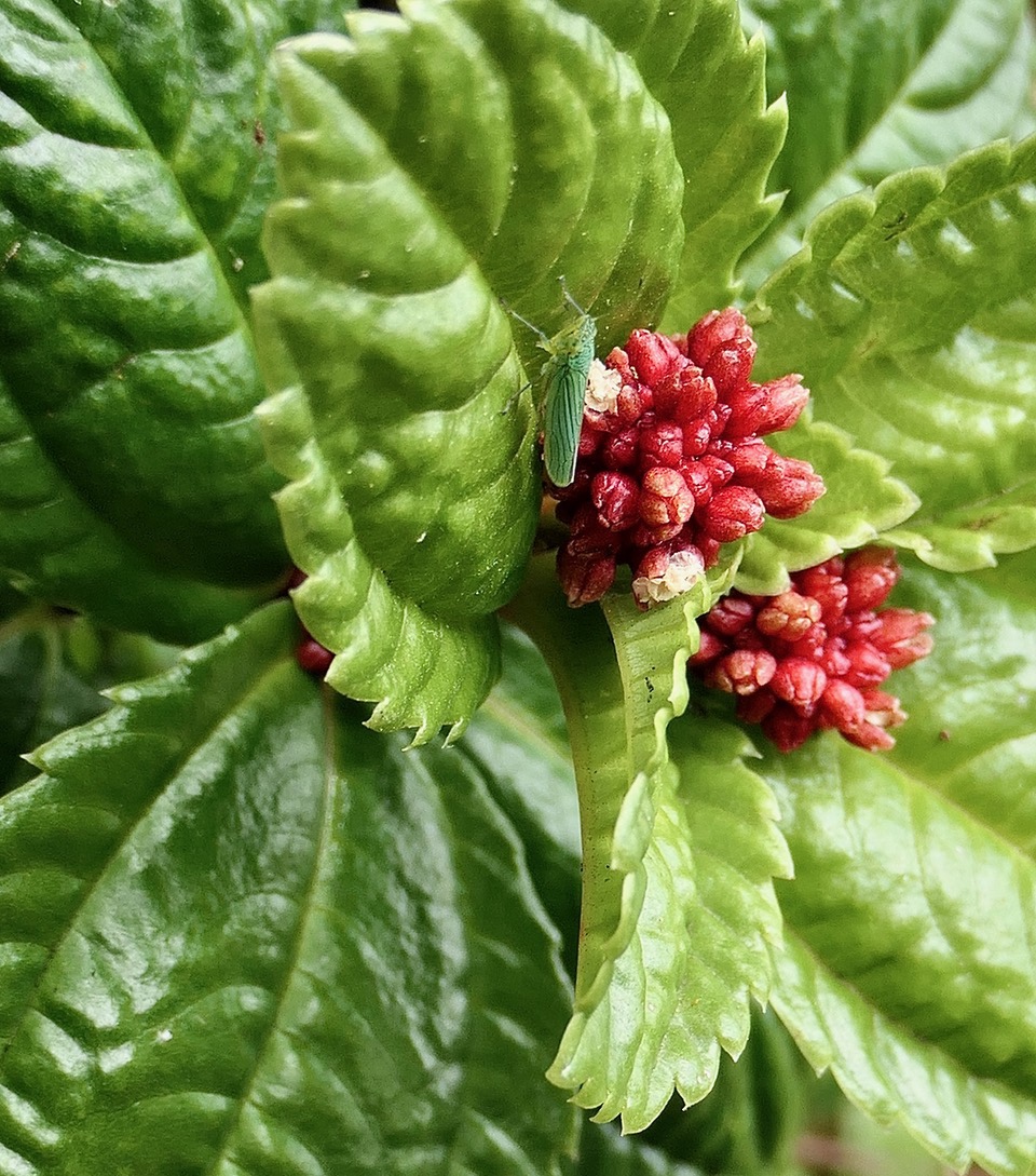 Cicadelle sur Pilea umbellata (? )urticacee.endémique Réunion..jpeg