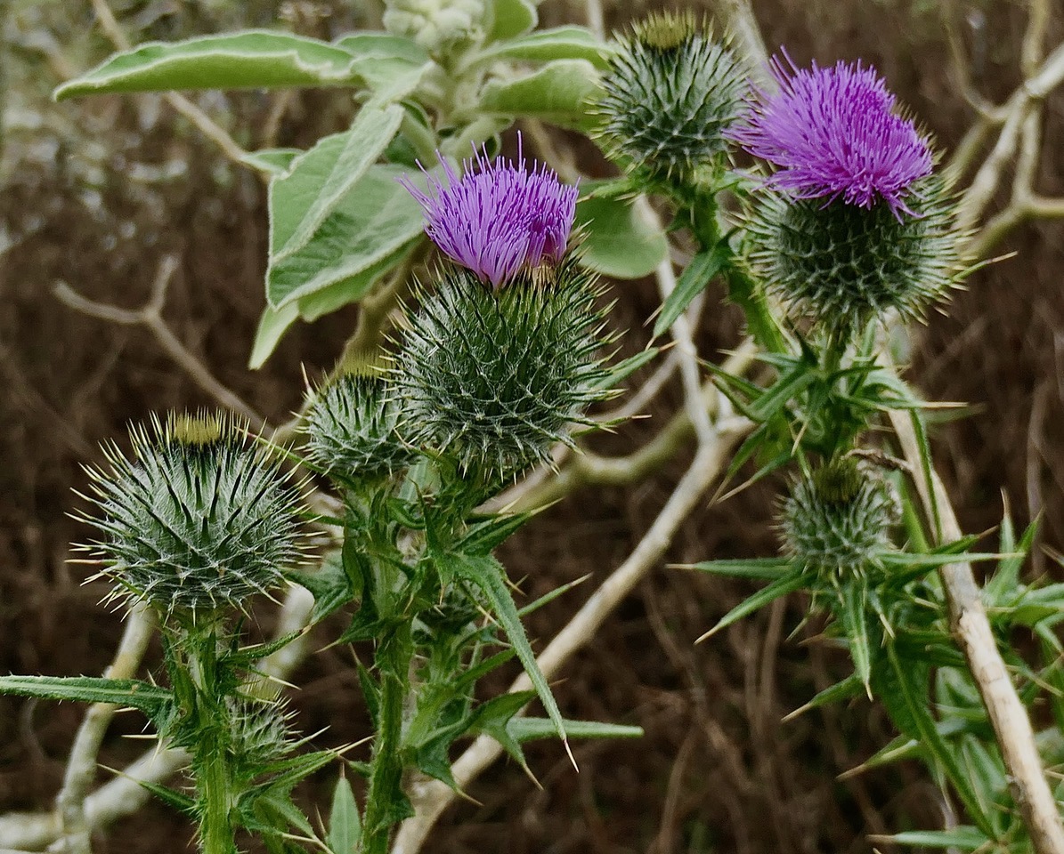 Circium vulgare asteraceae..jpeg