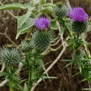 Circium vulgare asteraceae..jpeg