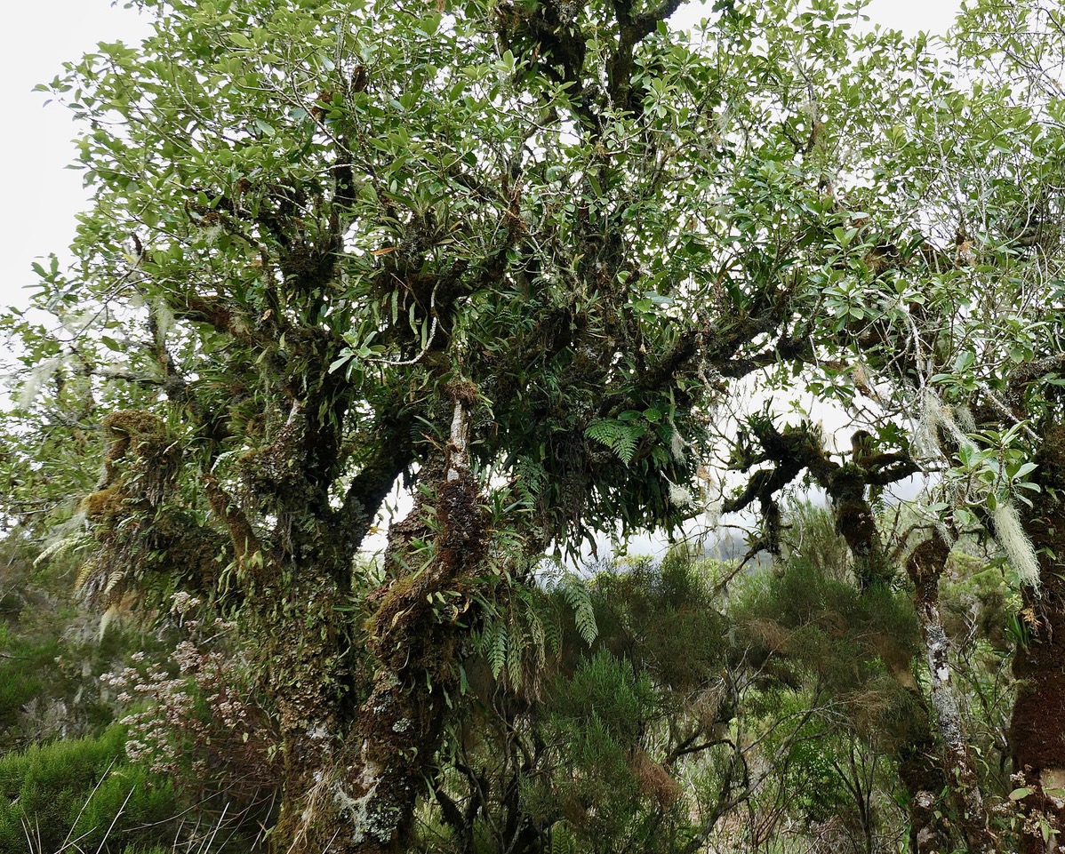 Claoxylon parviflorum -bois d’’oiseaux.euphorbiaceae.endémique Réunion Maurice Rodrigues. (1).jpeg