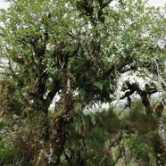 Claoxylon parviflorum -bois d’’oiseaux.euphorbiaceae.endémique Réunion Maurice Rodrigues. (1).jpeg