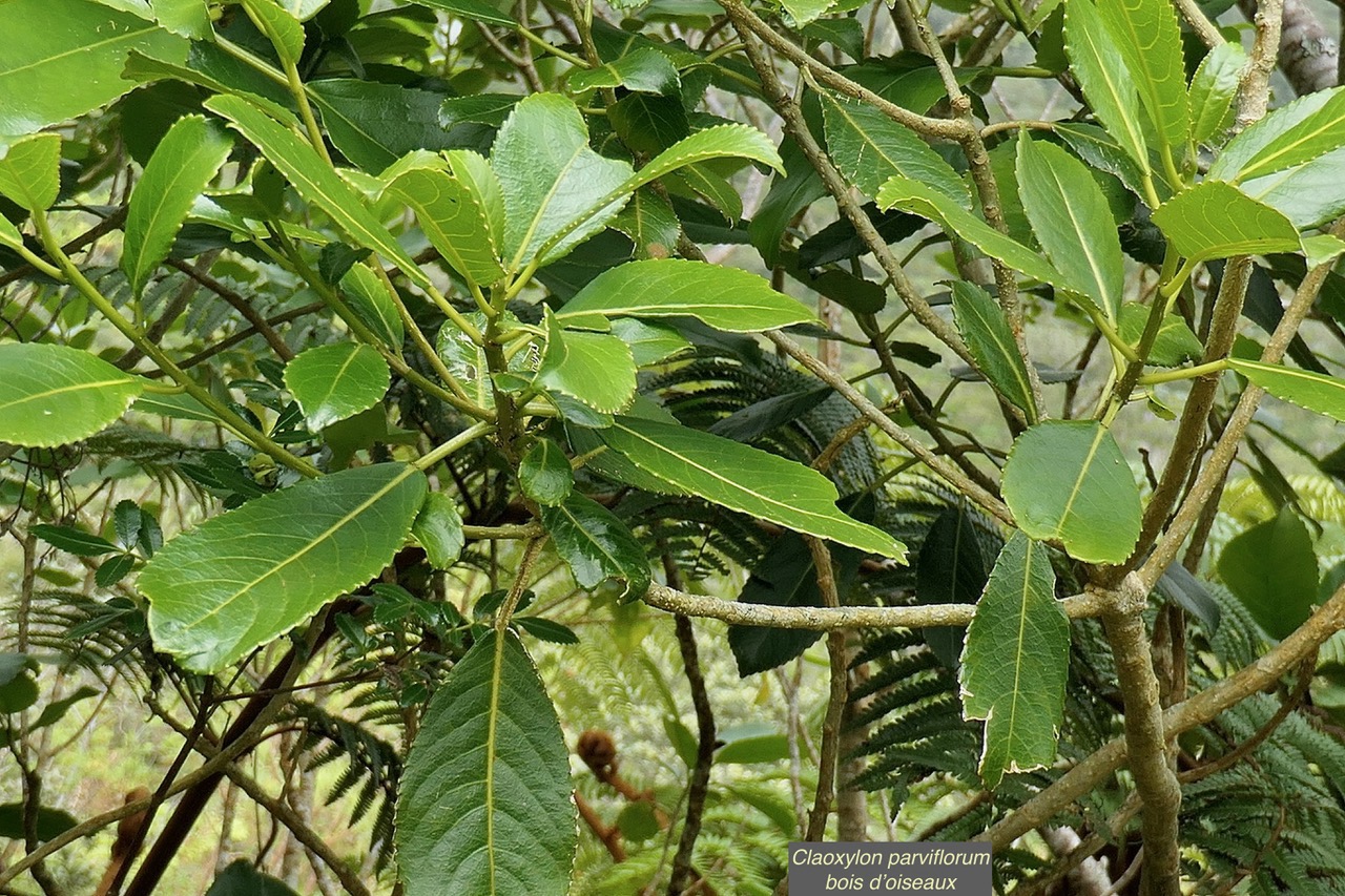 Claoxylon parviflorum -bois d’’oiseaux.euphorbiaceae.endémique Réunion Maurice Rodrigues..jpeg