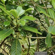 Claoxylon parviflorum -bois d’’oiseaux.euphorbiaceae.endémique Réunion Maurice Rodrigues..jpeg