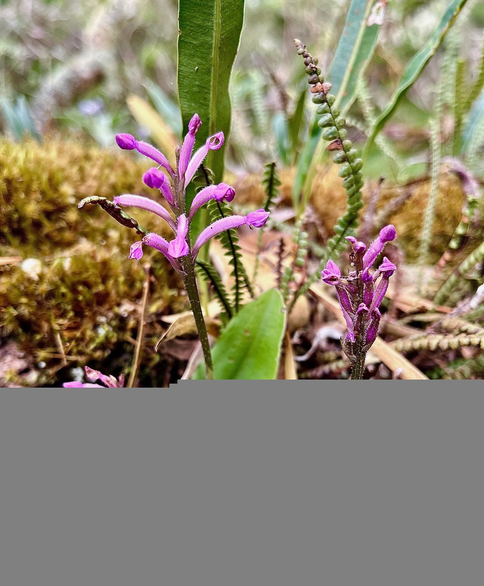 Cynorkis inermis. ( Arnottia mauritiana) . orchidaceae;endémique Réunion Maurice..jpeg