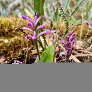 Cynorkis inermis. ( Arnottia mauritiana) . orchidaceae;endémique Réunion Maurice..jpeg