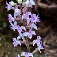 Cynorkis ridleyi T. Durand et Schinz.orchidaceae.endémique Madagascar Comores et Mascareignes.devenu Cynorkis squamosa dans la nouvelle flore des Mascareignes (1).jpeg