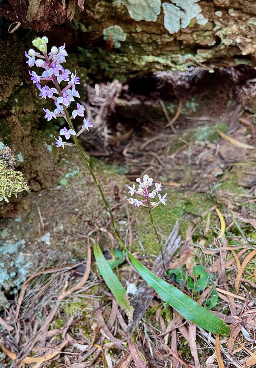 Cynorkis ridleyi T. Durand et Schinz.orchidaceae.endémique Madagascar Comores et Mascareignes.devenu Cynorkis squamosa dans la nouvelle flore des Mascareignes.jpeg