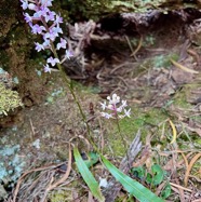 Cynorkis ridleyi T. Durand et Schinz.orchidaceae.endémique Madagascar Comores et Mascareignes.devenu Cynorkis squamosa dans la nouvelle flore des Mascareignes.jpeg