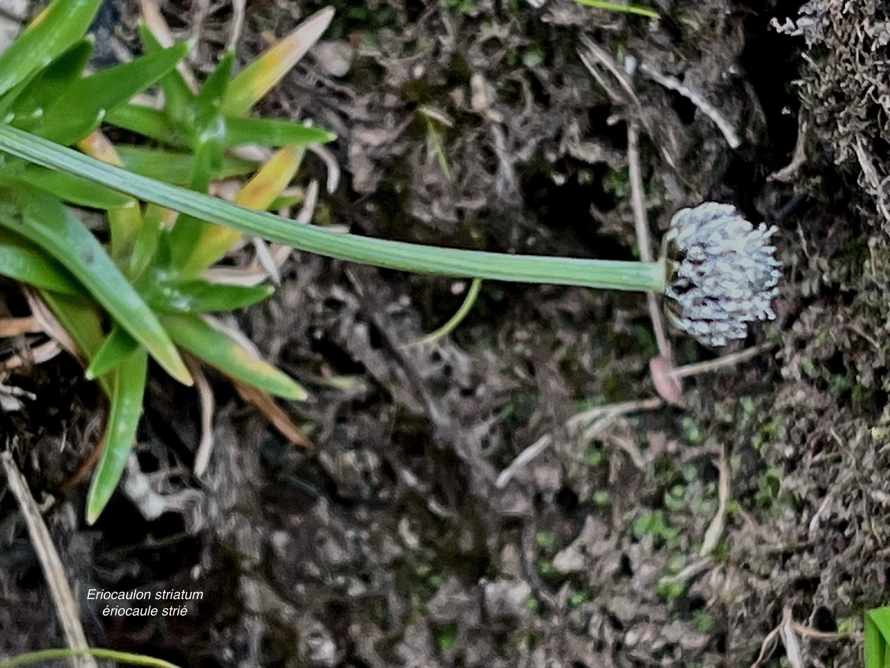 Eriocaulon striatum .ériocaule strié .eriocaulaceae. ( tige florale striée ) endémique Madagascar Mascareignes..jpeg