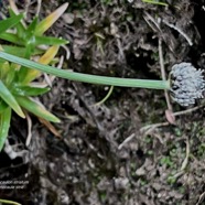 Eriocaulon striatum .ériocaule strié .eriocaulaceae. ( tige florale striée ) endémique Madagascar Mascareignes..jpeg