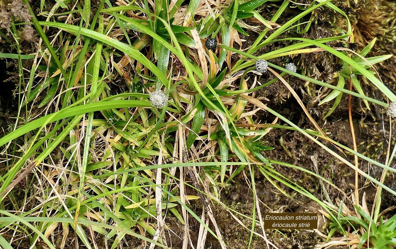 Eriocaulon striatum .ériocaule strié .eriocaulaceae. endémique Madagascar Mascareignes..jpeg