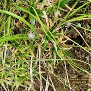 Eriocaulon striatum .ériocaule strié .eriocaulaceae. endémique Madagascar Mascareignes..jpeg