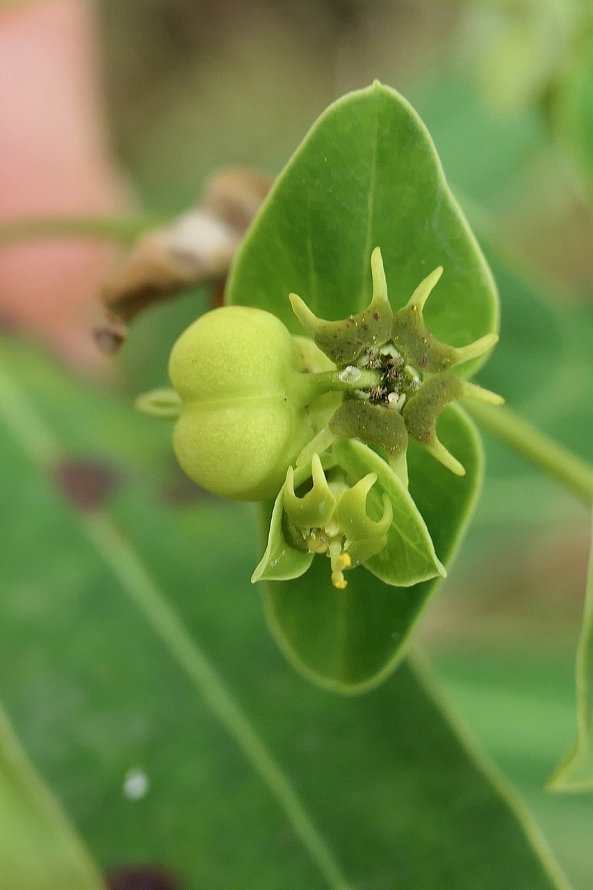 Euphorbia borbonica.euphorbe de Bourbon .( avec fruit ) euphorbiaceae.endémique Réunion..jpeg