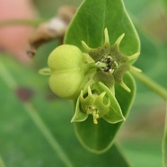 Euphorbia borbonica.euphorbe de Bourbon .( avec fruit ) euphorbiaceae.endémique Réunion..jpeg