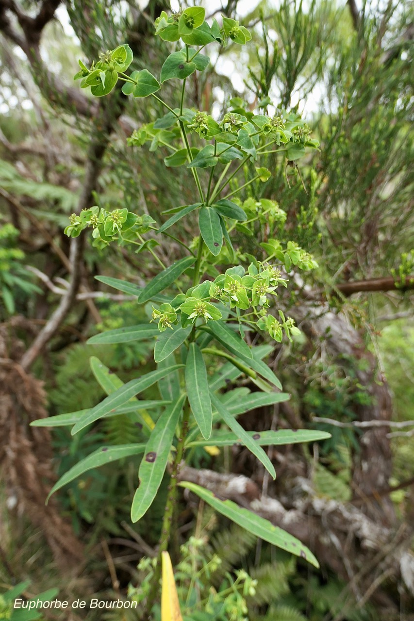 Euphorbia borbonica.euphorbe de Bourbon .euphorbiaceae.endémique Réunion. (1).jpeg