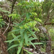 Euphorbia borbonica.euphorbe de Bourbon .euphorbiaceae.endémique Réunion. (1).jpeg